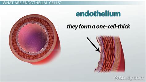 endothelin|endothelium vs endothelial cells.